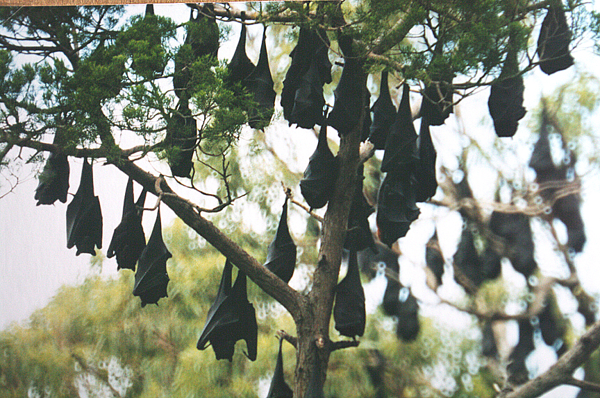 AUSTRALIAN FRUIT BAT ( Pteropus alecto ) . HERVEY BAY . QUEENSLAND . AUSTRALIA . 26 . 5 . 2000