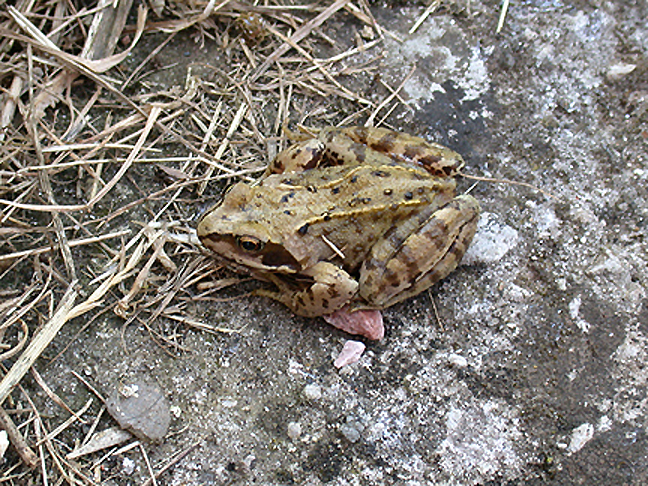 COMMON FROG ( Rana temporaria ) . 17 SUNHILL AVENUE . TOPSHAM . DEVON . 31 . 5 . 2003