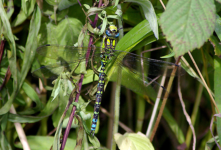 SOUTHERN HAWKER ( Male ) ( Aeshna cyanea ) . DAWLISH WARREN . DEVON . 29 . 8 . 2010