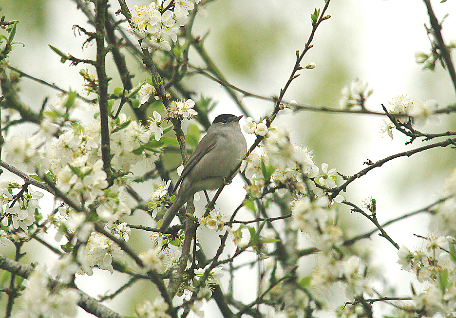 BLACKCAP ( Sylvia atricapilla ) . BOWLING GREEN LANE . TOPSHAM . DEVON . 5 . 4 . 2014