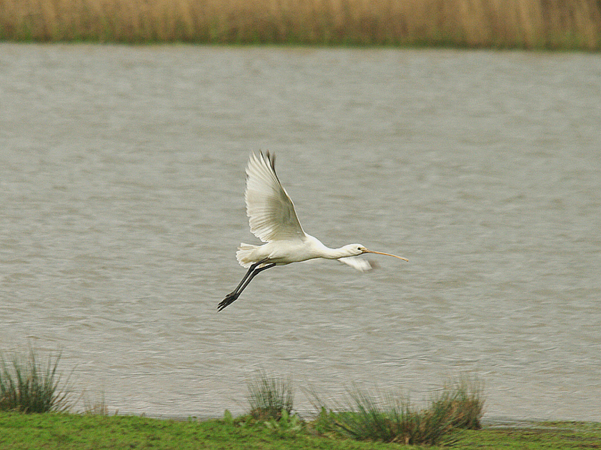 SPOONBILL , BOWLING GREEN MARSH , TOPSHAM , DEVON , 6 , 4 , 2014