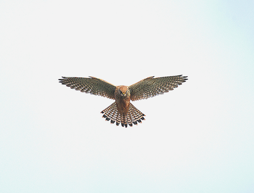 COMMON KESTREL ( Female ) . DAWLISH WARREN . DEVON . 2 . 1 . 2014