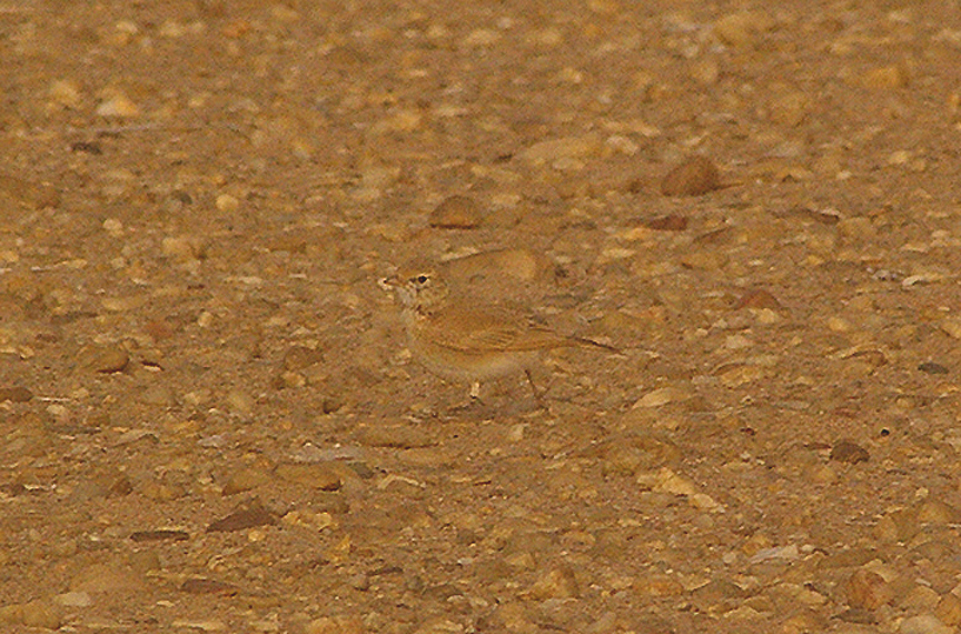 BAR TAILED DESERT LARK . THE AOUSSARD ROAD . THE SAHARA DESERT . WESTERN SAHARA . 6 / 3 / 2010