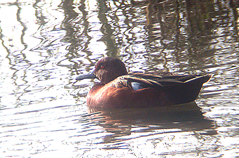 CINNAMON TEAL , THE SAN DIEGO RIVER , CALIFORNIA , U . S . A . 17 , 11 , 2004
