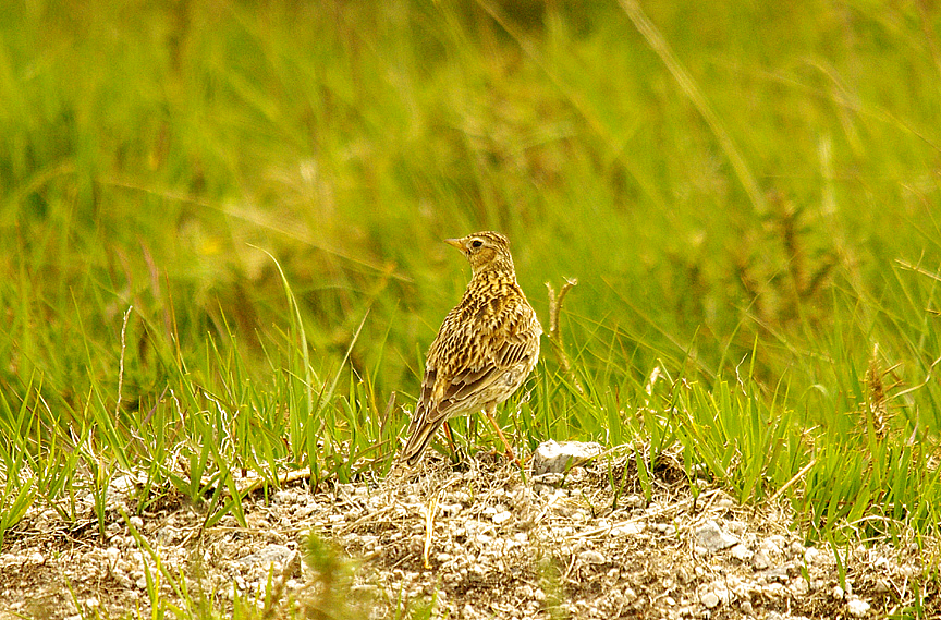SKYLARK . Nr VENFORD RESERVOIR . DARTMOOR . DEVON . 11 . 6 . 2014