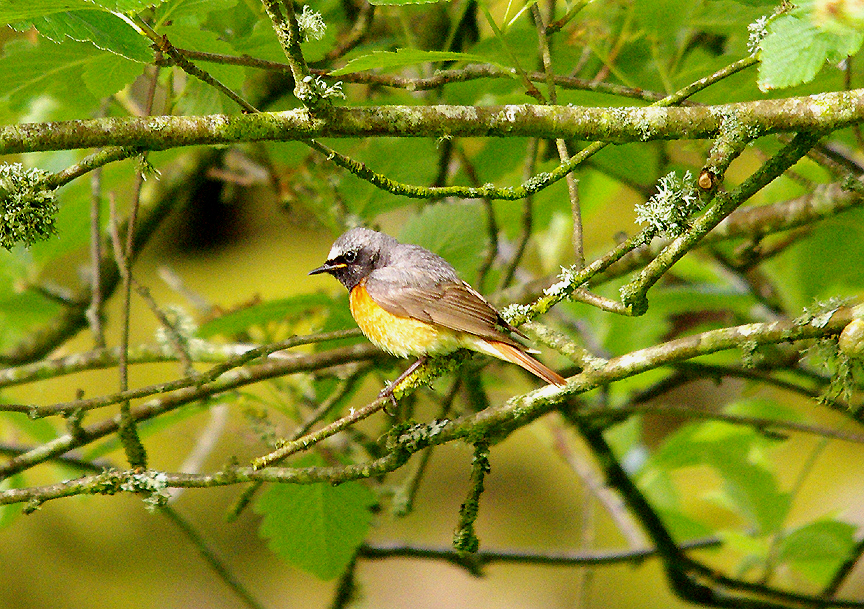 COMMON REDSTART ( Phoenicurus phoenicurus )  . CHALLACOMBE FARM . DARTMOOR . DEVON . 11  . 6 . 2014