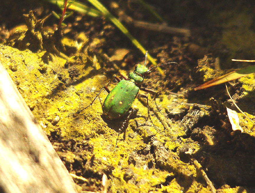 GREEN TIGER BEETLE ( Cicindela campestris ) . THE EAST DEVON COMMONS . DEVON . 12 . 6 . 2014