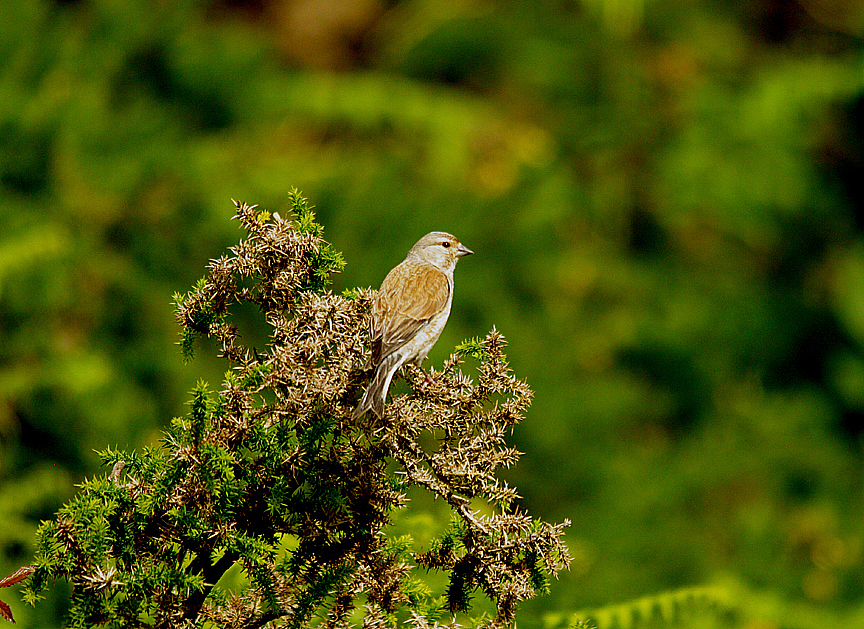 COMMON LINNET ( Carduelis cannabina ) . AYLESBEARE COMMON . DEVON . 9 . 7 . 2014