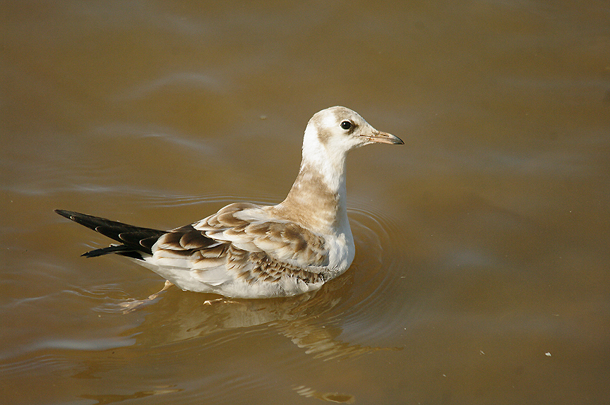 BLACK-HEADED GULL ( Juvenile ) . TOPSHAM RECREATION GROUND . DEVON . 22 . 7 . 2014