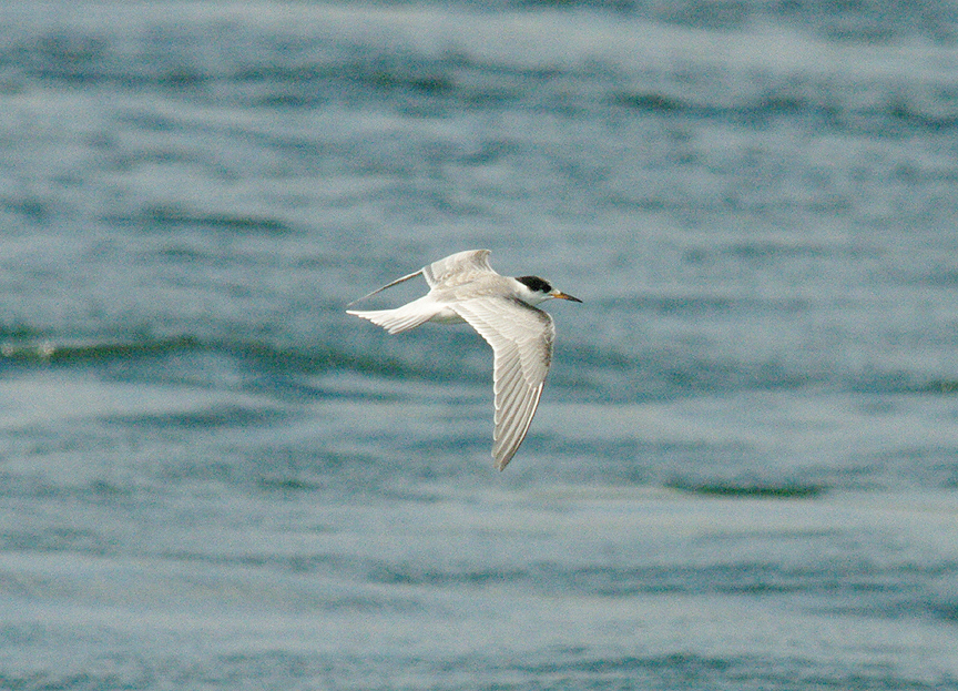 COMMON TERN ( Sterna hirundo ) . EXMOUTH DOCKS . DEVON . 31 . 8 . 2014