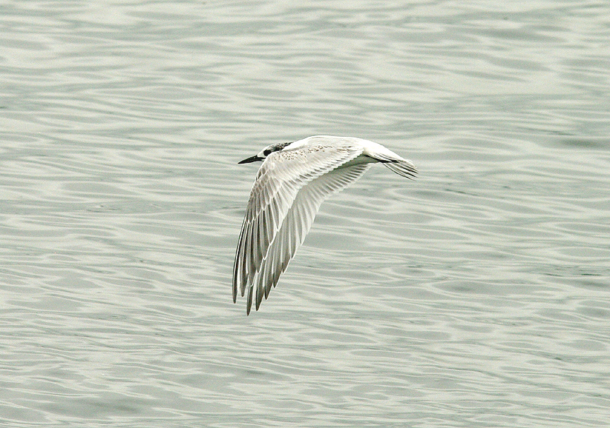 SANDWICH TERN ( Juvenile ) . DAWLISH WARREN . DEVON . 1 . 9 . 2014