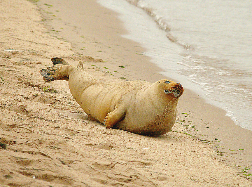 COMMON SEAL ( Phoca vitulina ) . DAWLISH WARREN . DEVON . 1 . 9 . 2014