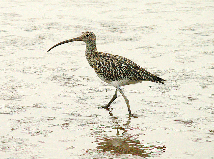 EURASIAN CURLEW , GOOSEMOOR . TOPSHAM . DEVON . 3 . 9 . 2014