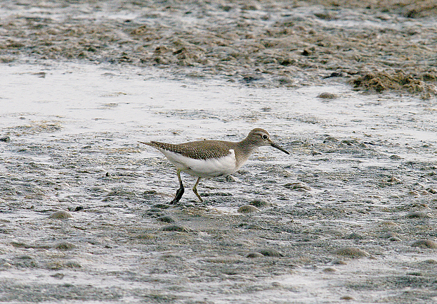COMMON SANDPIPER . BLACK HOLE MARSH . SEATON . DEVON . 4 . 9 . 2014
