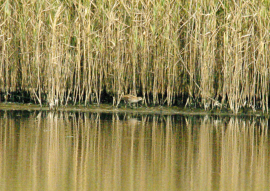 LITTLE CRAKE ( Porzana parva ) . BLACK HOLE MARSH . SEATON . DEVON . 4 . 9 . 2014