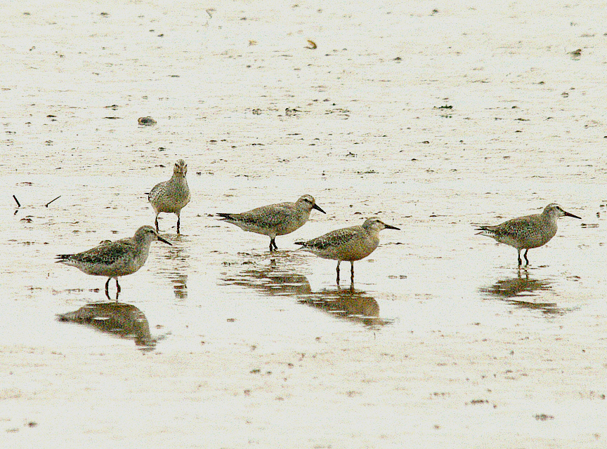 RED KNOT , THE EXE ESTUARY , TOPSHAM , DEVON , 26 , 9 , 2014