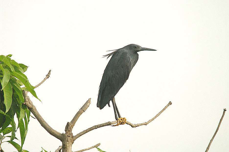 BLACK HERON . THE LAMIN RICE FIELDS . GAMBIA . 8 . 11 . 2014