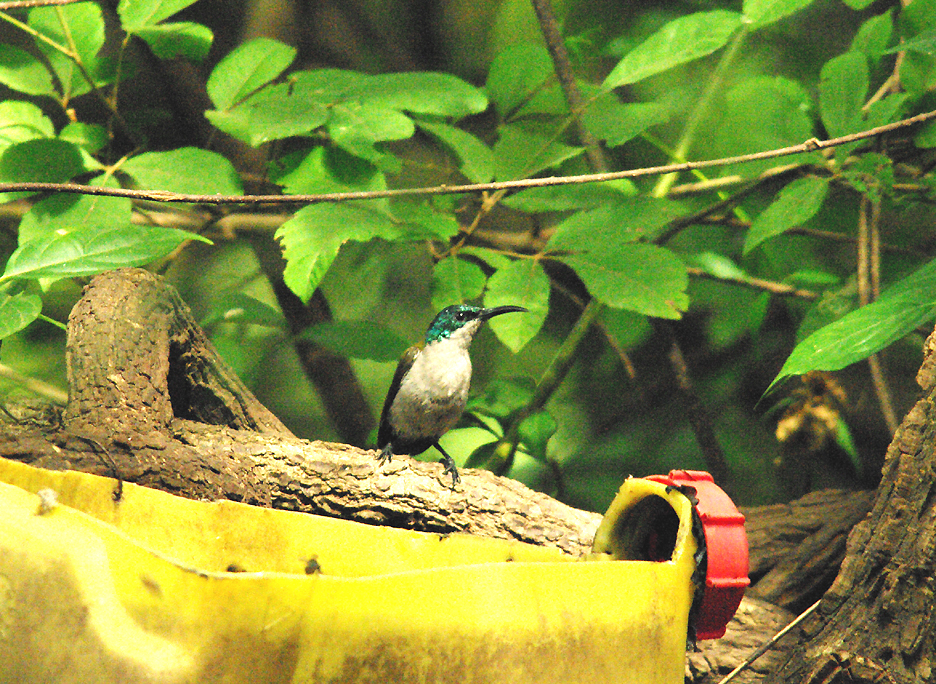 GREEN-HEADED SUNBIRD . THE FARASUTO FOREST . GAMBIA . 9 . 11 . 2014