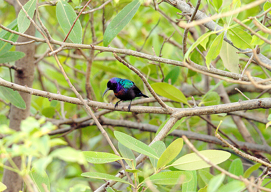 SPLENDID SUNBIRD . KOTU BRIDGE . KOLOLI . GAMBIA . 8 . 11 . 2014