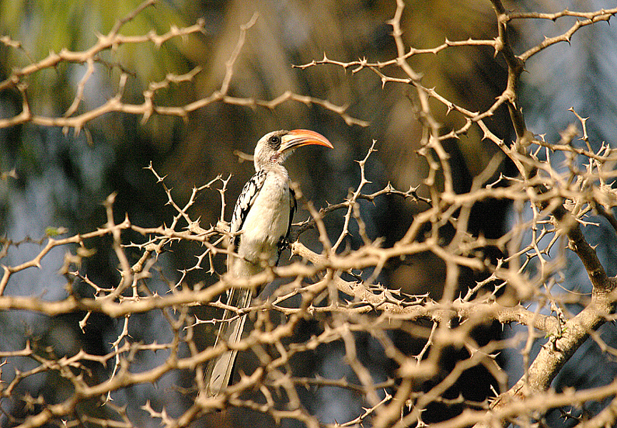 WESTERN RED-BILLED HORNBILL , BRUFORT FOREST , GAMBIA , 10 , 11 , 2014
