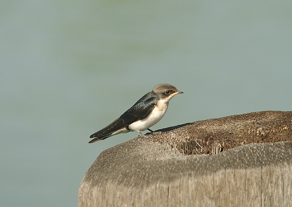 WIRE-TAILED SWALLOW ( Juvenile ) . KOTU BRIDGE . KOLOLI . GAMBIA . 7 . 11 . 2014