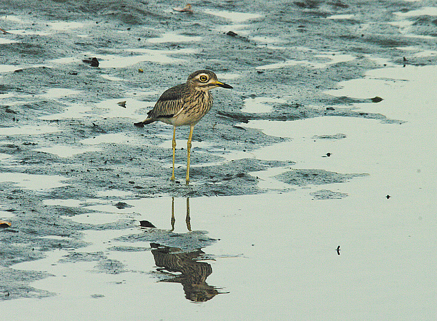 SENEGAL THICK-KNEE . KOTU BRIDGE . KOLOLI . GAMBIA . 13 . 11 . 2014