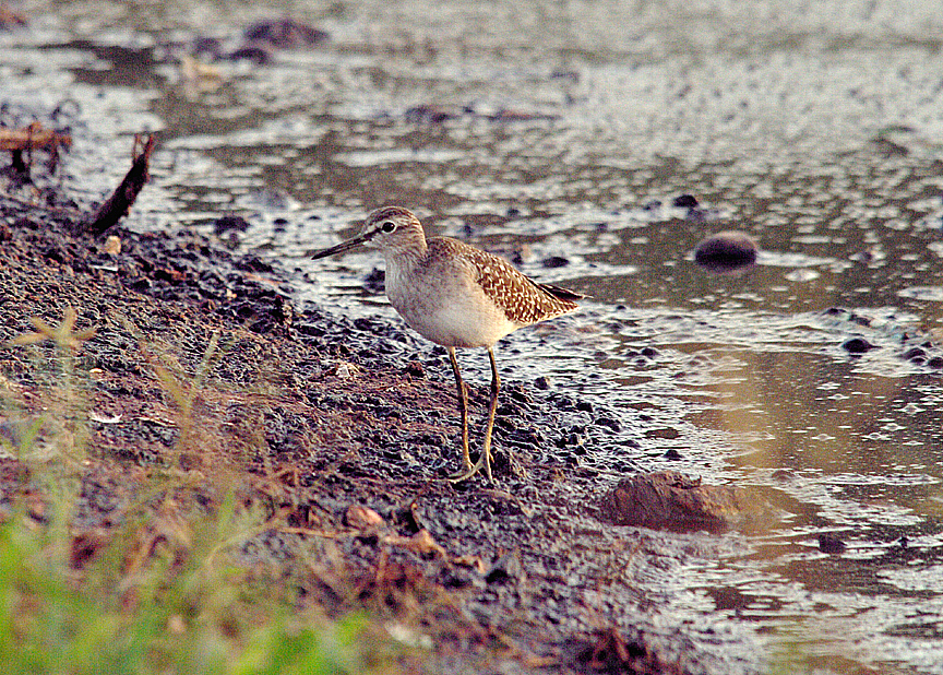 WOOD SANDPIPER . THE SEWAGE WORKS . KOLOLI . GAMBIA . 10 . 11 . 2014
