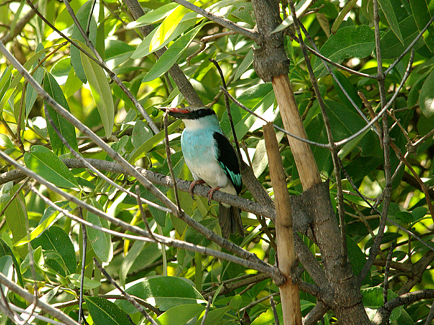 BLUE-BREASTED KINGFISHER . KOTU CREEK . KOLOLI , GAMBIA . 13 . 11 . 2014