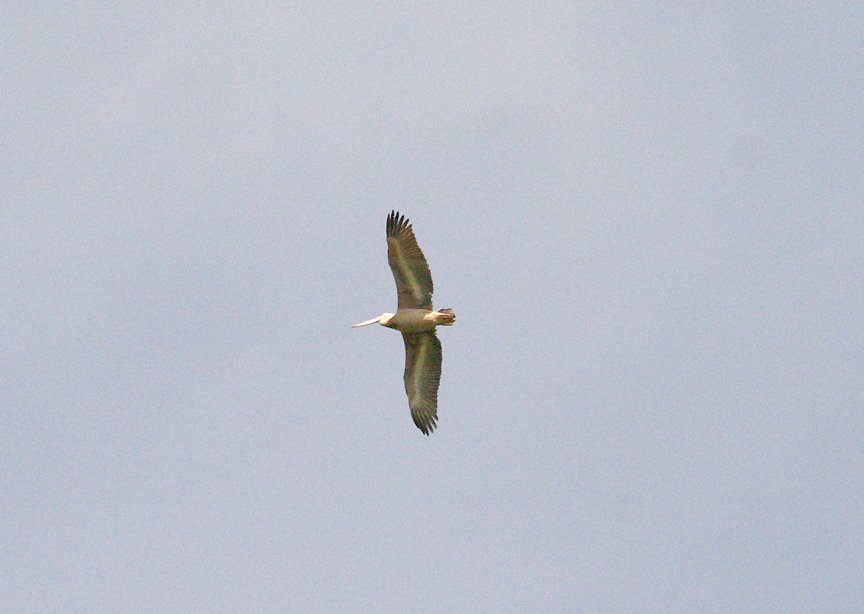 PINK-BACKED PELICAN . THE MARAKISSA KINGFISHER LODGE . GAMBIA . 15 . 11 . 2014