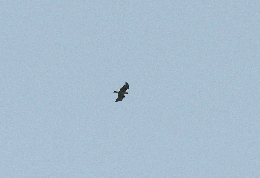 TAWNY EAGLE . THE MARAKISSA KINGFISHER LADGE . GAMBIA . 15 . 11 . 2014