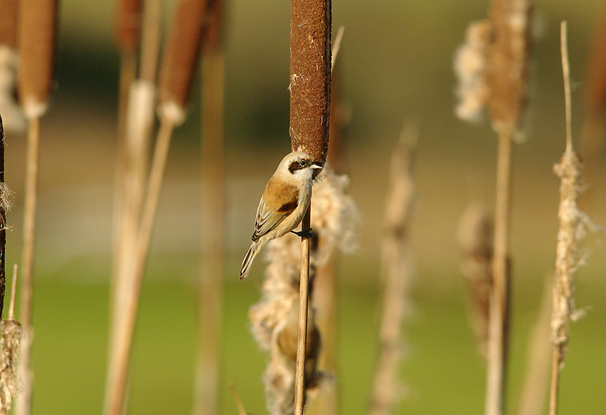 PENDULINE TIT ( Adult ) , DARTS FARM , TOPSHAM , DEVON , 15 , 12 , 2014
