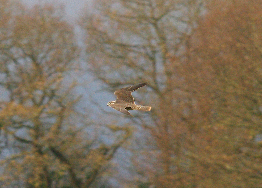 PEREGRINE FALCON ( Juvenile ) . DARTS FARM . TOPSHAM . DEVON . 18 . 12 . 2014