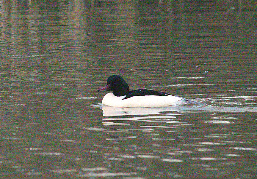 GOOSANDER . STOVER PARK . DEVON . ENGLAND . 6 . 1 . 2015