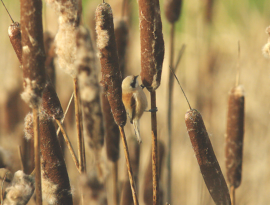 PENDULINE TIT . DARTS FARM . TOPSHAM . DEVON . 11 . 1 . 2015