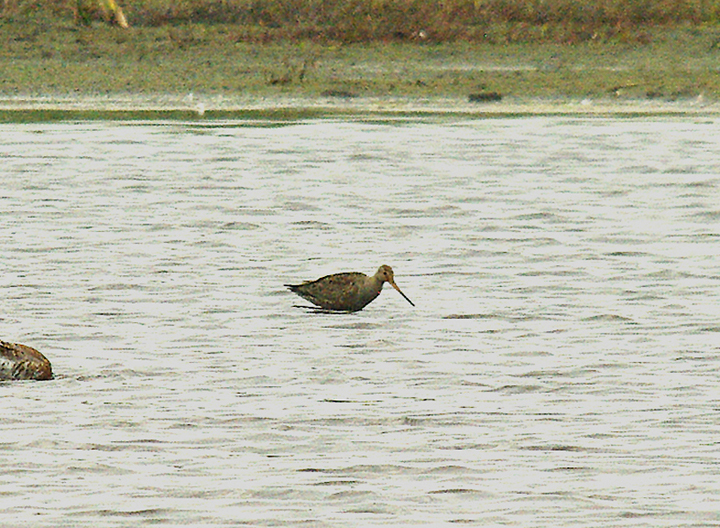 HUDSONIAN GODWIT . MEARE HEATH . SOMERSET . 25 / 5 / 2015