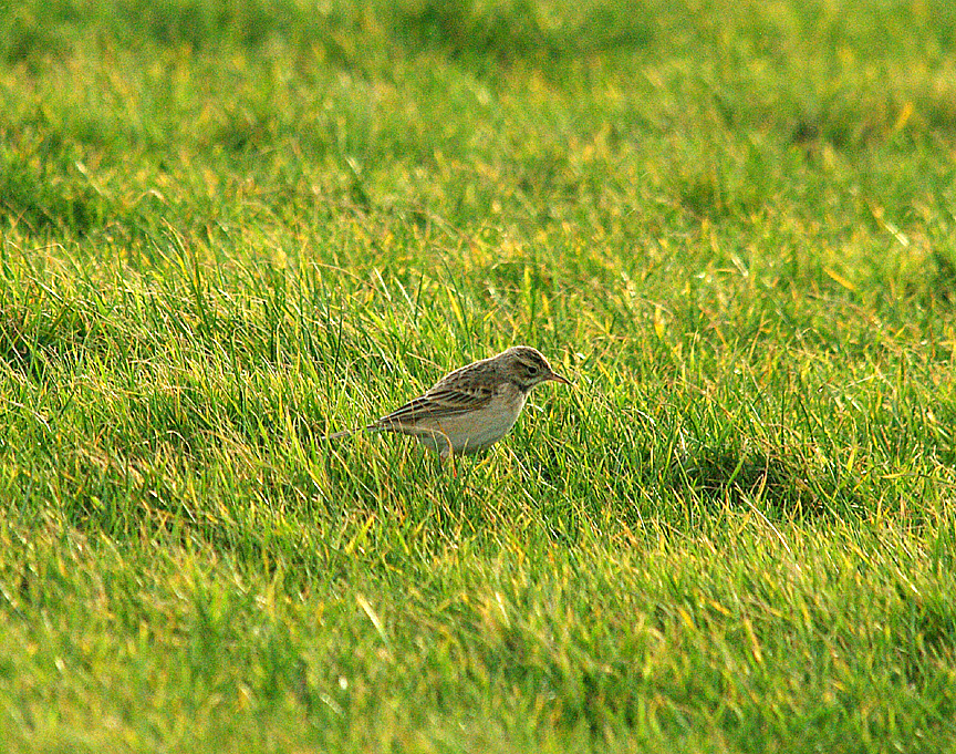 RICHARDS PIPIT , RED CLIFF POINT , DORSET , 30 , 1 , 2015