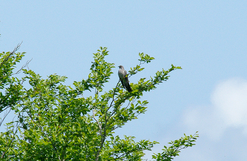 CUCKOO . KNOWSTONE MOOR . DEVON . 7 . 6 . 2015