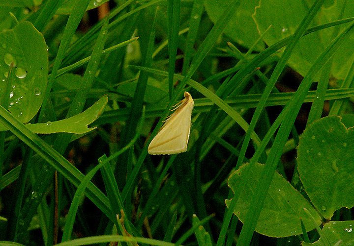 VESTAL ( Rhodometra sacraria ) . GORE LANE . EXMOUTH . DEVON . 25 . 8 . 2015.JPG