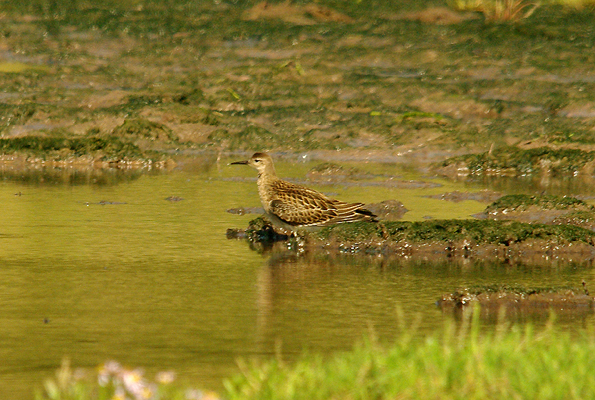 RUFF . SOUTH EFFORD MARSH . DEVON . 28 . 8 . 2015