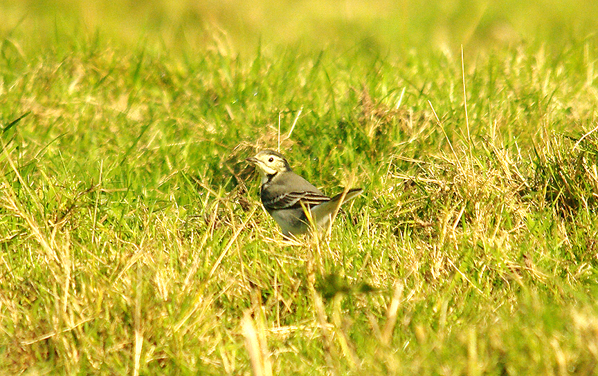 WHITE WAGTAIL , BOWLING GREEN MARSH , TOPSHAM , DEVON , 13 , 10 , 2015