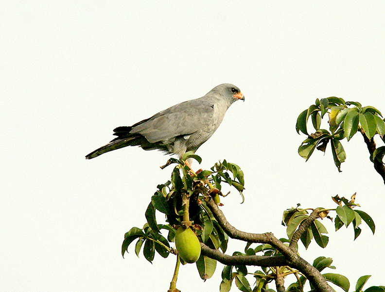 DARK CHANTING GOSHAWK . THE KULORA AREA . GAMBIA . 9 . 11 . 2014 