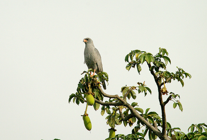 DARK CHANTING GOSHAWK . THE KULORA AREA . GAMBIA . 9 . 11 . 2014