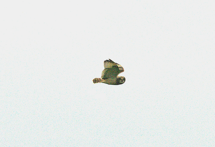 SHORT-EARED OWL , THE AXE ESTUARY SALTMARSH , SOMERSET , 16 , 12 , 2014.JPG
