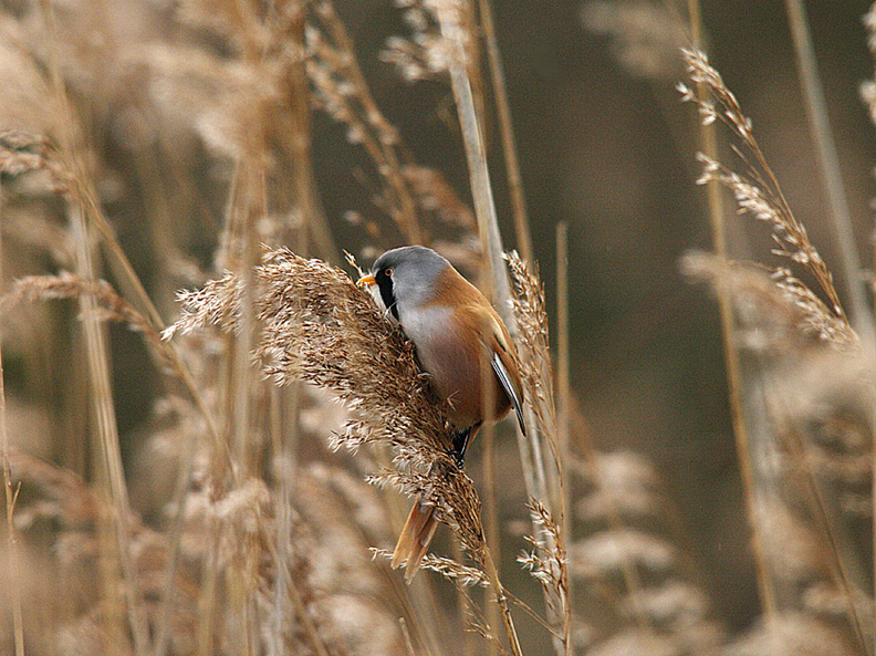 BEARDED TIT . RADIPOLL RSPB . WEYMOUTH . DORSET . ENGLAND . 30 . 1 . 2015 