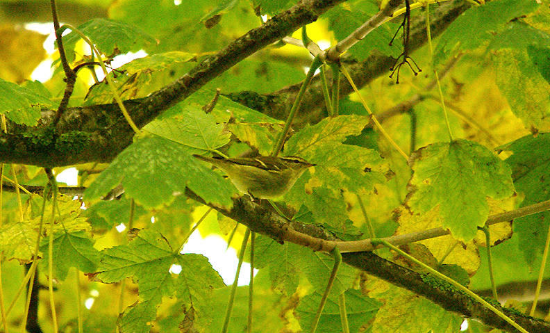 YELLOW-BROWED WARBLER . SEATON SEWAGE WORKS . DEVON . 29 . 10 . 2015
