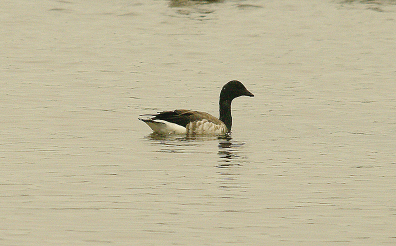PALE BELLIED BRENT GOOSE . THE EXE ESTUARY . EXMOUTH . DEVON . ENGLAND . 2 . 11 . 2015