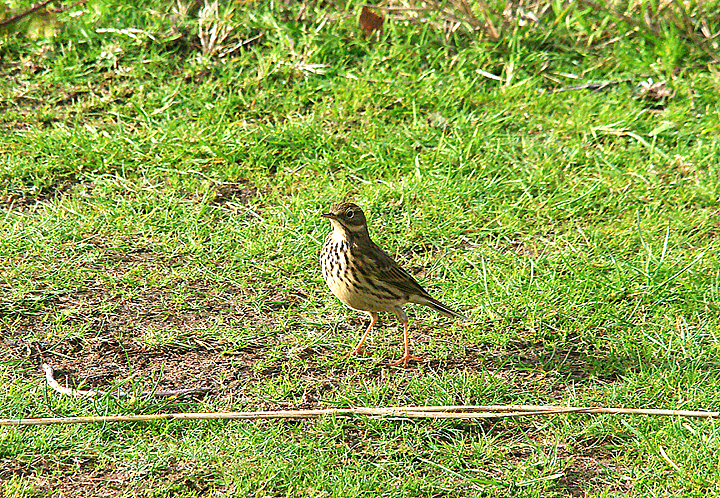 MEADOW PIPIT . DAWLISH WARREN . DEVON . 12 . 11 . 2013