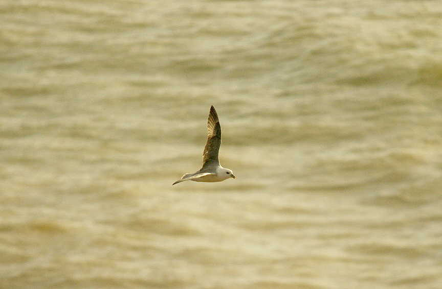 FULMAR . THE OTTERTON LEDGE . DEVON . 8 . 1 . 2016