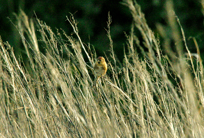 LESSER REDPOLL , Nr LYMPSTONE , DEVON , 28 , 1 , 2016