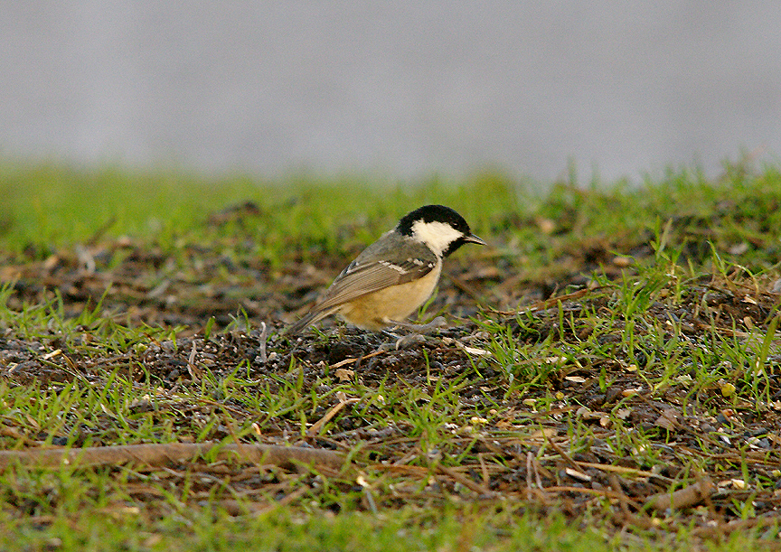COAL TIT . HALDON FOREST . DEVON . ENGLAND . 3 . 2 . 2016